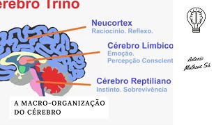 A TEORIA DO CÉREBRO TRINO [upl. by Favata993]