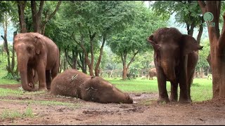 Afternoon Nap Time for KhamLa  ElephantNews [upl. by Astera758]