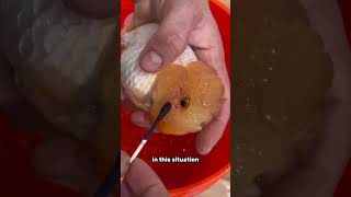 How to care for a goldfish after surgery wen trimming procedure [upl. by Niamert]