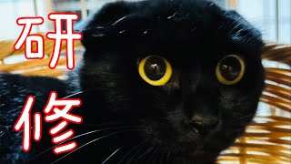 【大腿骨骨折野良猫】くろひょう出まーす！！！！ [upl. by Ishmul]