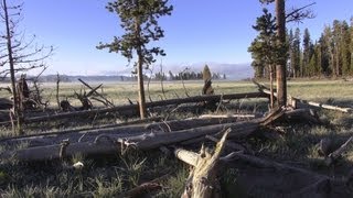 ♥♥ Sunrise Songbirds at Yellowstone 2 hours [upl. by Madi]