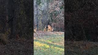 Three whitetailed deer foraging in the woods [upl. by Dov796]