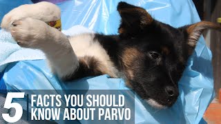 5 Facts You Should Know About Parvo [upl. by Treblihp]