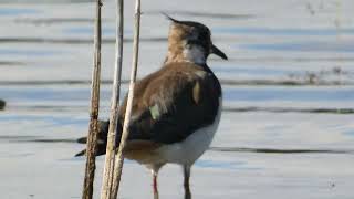 Lapwing [upl. by Heinrike]