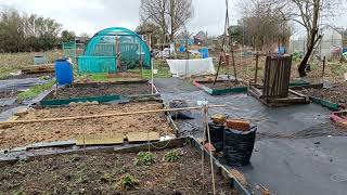 EP5 Polytunnel Brambles and the dreaded Mares tail [upl. by Aihtennek188]