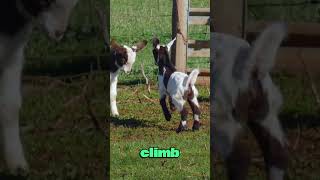 beautiful goats enjoying life wildlife animals [upl. by Gilbertine]