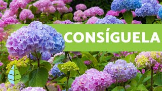 HORTENSIA AZUL 💐 Cómo Conseguirla y Cuidados [upl. by Miller]