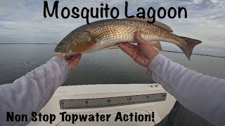 Mosquito Lagoon  Redfish Topwater [upl. by Asiul65]