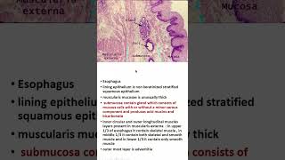 4 identification points of histology of esophagus shorts histology anatomy AnatomyHero [upl. by Notnats]