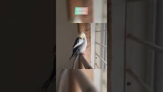 Cockatiel preening hyperlapse  Kutus the Cockatiel [upl. by Pollak989]