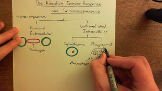 The Adaptive Immune Response and Immunosuppressants Part 1 [upl. by Annola346]