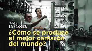 Desde la Fábrica ¿Cómo se produce el mejor camarón del mundo [upl. by Noirb384]