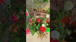 Rose flower plant garden viralvideo trending [upl. by Adnalram]