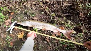 The Hunt for PIKE October in New Jersey  Session 2 [upl. by Gilmer598]