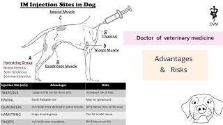 Intramuscular injection site in dog  IM injection sites their risks and advantages [upl. by Nob]