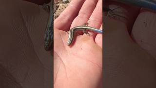 How Fast are Blue Tailed Skinks [upl. by Niret893]