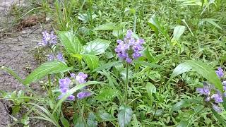 HealAll prunella vulgaris 2024 update [upl. by Aihtenak]