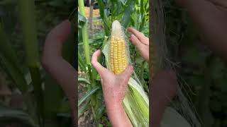 Harvesting yellow corn looks very funny [upl. by Lowrance]