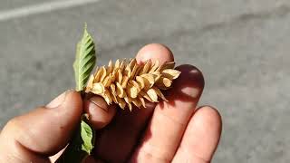 Ostrya carpinifolia  edible Hop Hornbeam seeds surrounded by itching powder [upl. by Bamberger]