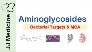 Aminoglycosides  Bacterial Targets Mechanism of Action Side Effects [upl. by Tito936]