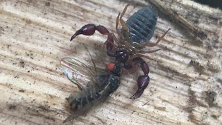 Pseudoscorpions [upl. by Jeanine]