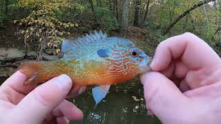 Creek Catch SHOCKER On Moondog Bait Company Micro Craw [upl. by Summer782]