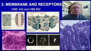 3 Membranes and Receptors Lecture [upl. by Eiramait988]