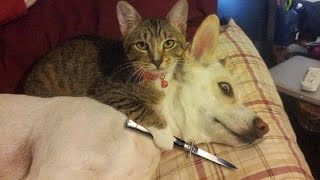 Funny Cats vs Dogs Compilation [upl. by Hakeber]