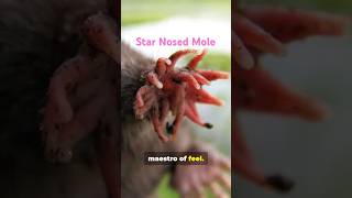 Natures Superheroes Video No 11  Meet the Star Nosed Mole [upl. by Jochebed]