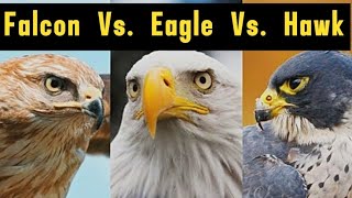 Falcon Vs Eagle Vs Hawk Full Video Whats the Difference [upl. by Meek502]