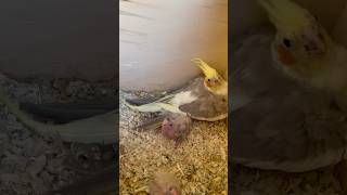 iscriviti budiges subscribe lovelybirds italia uccelli viralvideo parrotvlog zibirds [upl. by Enajharas390]