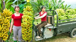 Use 3wheeled Vehicle Harvesting A Lots Of Banana Goes To Countryside Market Sell  Farm Life [upl. by Calore]