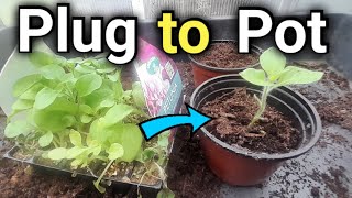 How to Plant and Grow Plug Plants  Potting up Plugs  Gardening for Beginners [upl. by Bay207]