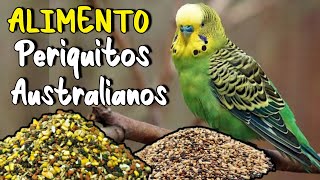 Alimentación CORRECTA para PERIQUITOS AUSTRALIANOS [upl. by Ilagam]