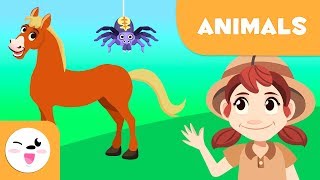 Vertebrate and invertebrate animals  Short compilation  Mammals arthropods birds worms [upl. by Cobby757]