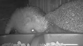 Hedgehog  Two males fighting [upl. by Carlyle]