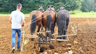 Highlevel championship of horse plowing [upl. by Anuaek]