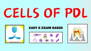 Cells of PDL  Periodontal ligament  Dental Lectures [upl. by Yartnod660]