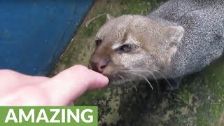 Rescued jaguarundi wants to befriend caretaker [upl. by Torrie]