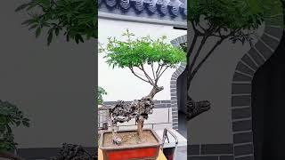 Unlocking the Secrets of Chinese Bonsai Tree Fertilization for Healthybonsai bonsaiprojects [upl. by Htenay830]