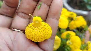 गुब्बारे जैसे फूलCalceolaria ladiespurseplant pocketplant uniqueplant trendingvideo [upl. by Alue]