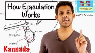 How Ejaculation Works  Kannada [upl. by Anum271]