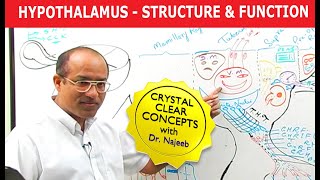 Hypothalamus  Structure and Function  Neuroanatomy [upl. by Stockmon154]