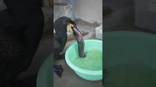 A cormorant quickly eats a silver carp birds cormorant wildlife [upl. by Joya655]