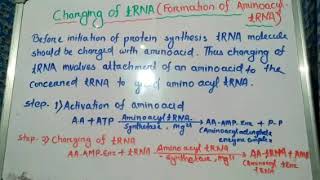 Charging of tRNA aminoacyl tRNA synthetase [upl. by Nydia137]