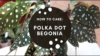 HOW TO CARE BEGONIA MACULATA WIGHTII [upl. by Modesta]