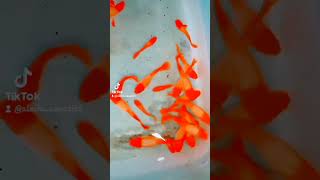 Albino Koi Gen Red Ear aleshaaquatic reels [upl. by Anerroc433]