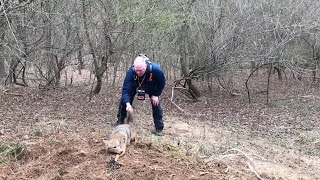 Coyote Caught By Hand Very Dangerous [upl. by Atilehs866]