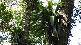 King of Bromeliads Vriesea hieroglyphica wild plant recorded in the Forest by Antonio Silveira [upl. by Harias264]