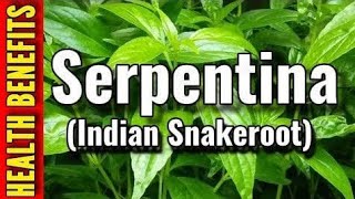 What are the Benefits of Serpentina plant healthytips growonyoutube herbalife herbalmedicine [upl. by Klinger468]